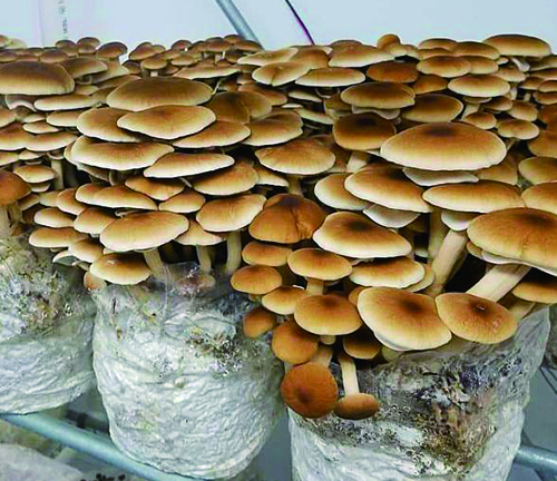 Keuntungan menanam jamur di kantong tumbuh.